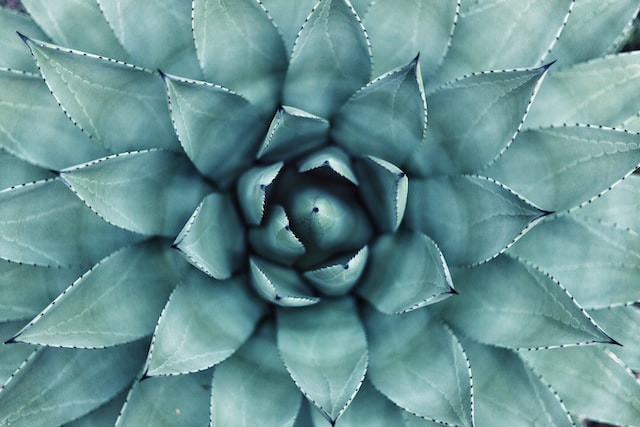 Close up of agave plant
