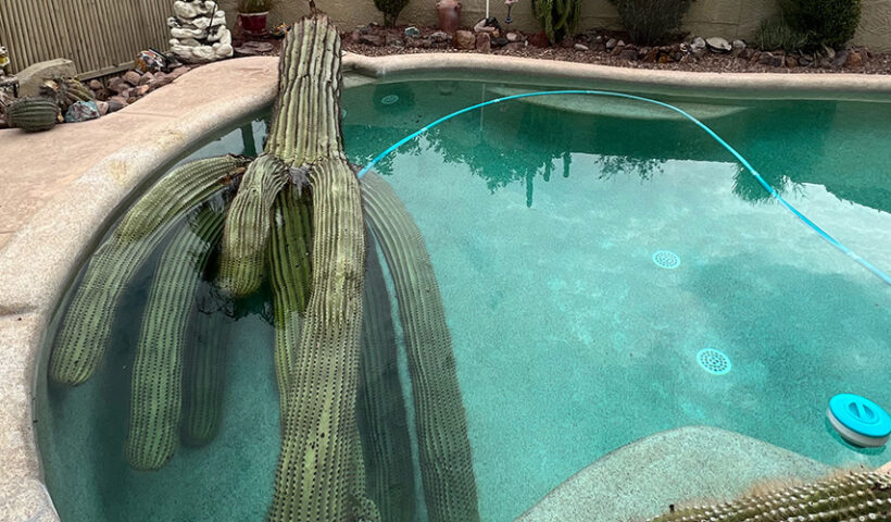 saguaro cactus falling