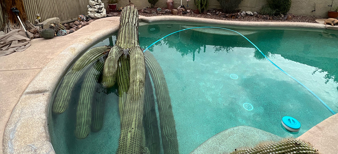 saguaro cactus falling